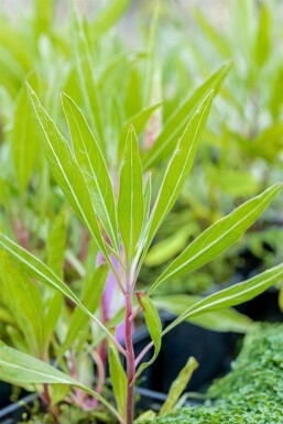 Ozark sundrops Oenothera macrocarpa 5-10 pot P9