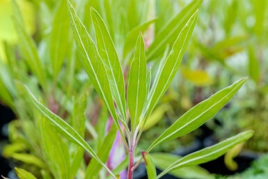 Ozark sundrops Oenothera macrocarpa 5-10 pot P9