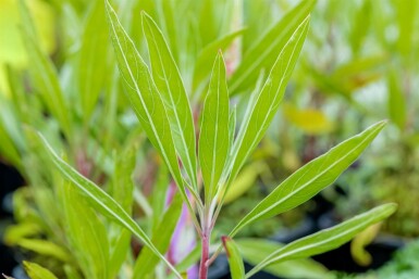 Ozark sundrops Oenothera macrocarpa 5-10 pot P9 Oenothera macrocarpa