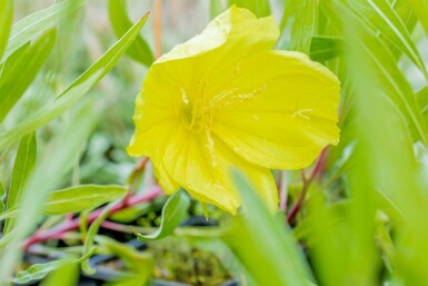 Ozark sundrops Oenothera macrocarpa 5-10 pot P9