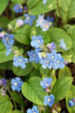 Creeping forget-me-not Omphalodes verna 5-10 pot P9 Omphalodes verna