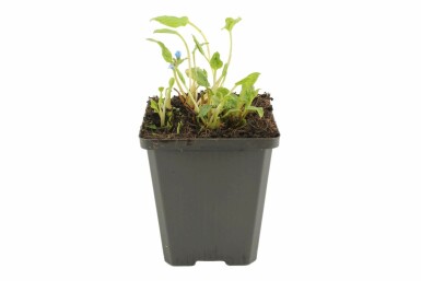 Creeping forget-me-not Omphalodes verna 5-10 pot P9 Omphalodes verna