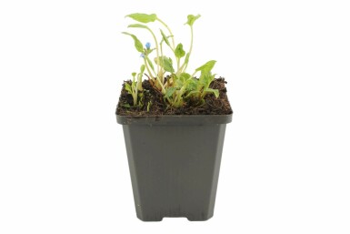 Creeping forget-me-not Omphalodes verna 5-10 pot P9