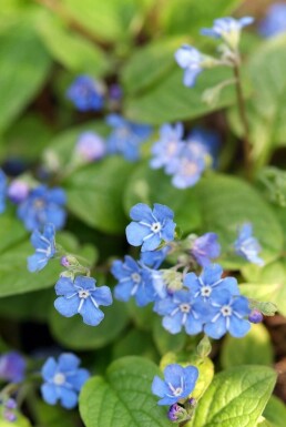 Creeping forget-me-not Omphalodes verna 5-10 pot P9