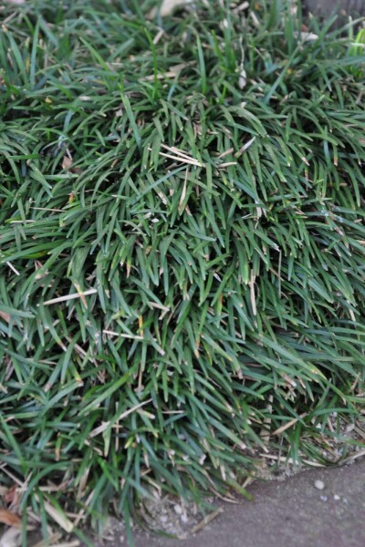 Mondo grass Ophiopogon japonicus 'Minor' 5-10 pot P9 Ophiopogon japonicus 'Minor'