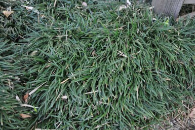 Mondo grass Ophiopogon japonicus 'Minor' 5-10 pot P9