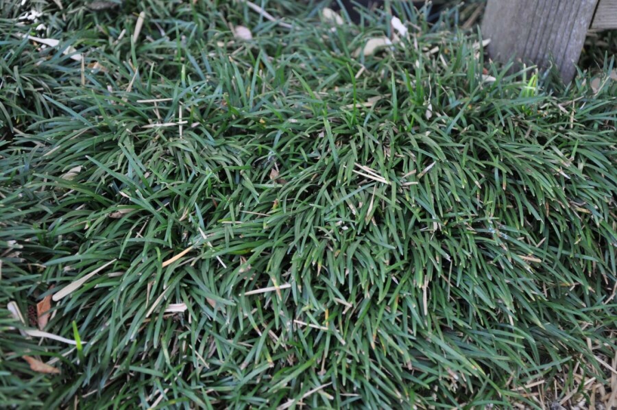 Mondo grass Ophiopogon japonicus 'Minor' 5-10 pot P9 Ophiopogon japonicus 'Minor'