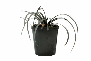 Black mondo Ophiopogon planiscapus 'Niger' 5-10 pot P9