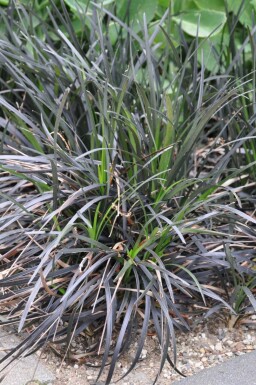 Black mondo Ophiopogon planiscapus 'Niger' 5-10 pot P9