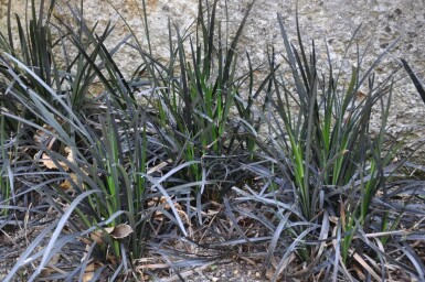 Black mondo Ophiopogon planiscapus 'Niger' 5-10 pot P9