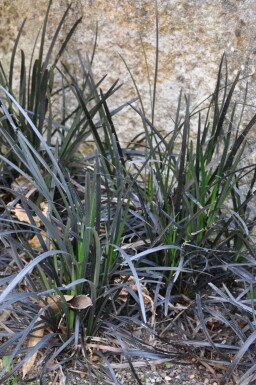 Black mondo Ophiopogon planiscapus 'Niger' 5-10 pot P9