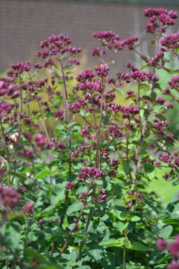 Oregano Origanum 'Rosenkuppel' 5-10 pot P9 Origanum 'Rosenkuppel'