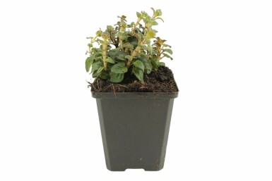 Oregano Origanum 'Rosenkuppel' 5-10 pot P9 Origanum 'Rosenkuppel'