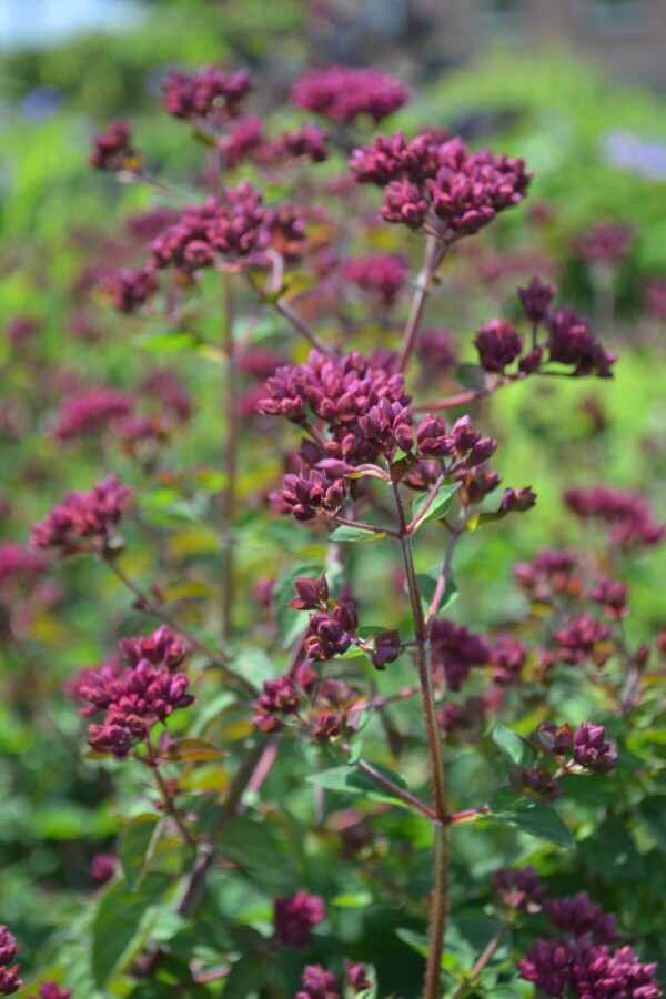 Oregano Origanum 'Rosenkuppel' 5-10 pot P9 Origanum 'Rosenkuppel'
