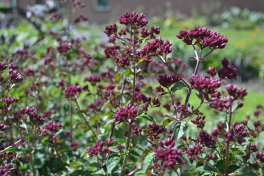 Oregano Origanum 'Rosenkuppel' 5-10 pot P9 Origanum 'Rosenkuppel'