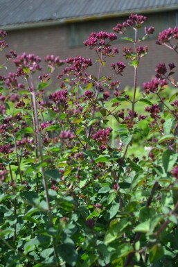 Oregano Origanum 'Rosenkuppel' 5-10 pot P9 Origanum 'Rosenkuppel'