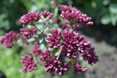 Oregano Origanum 'Rosenkuppel' 5-10 pot P9 Origanum 'Rosenkuppel'