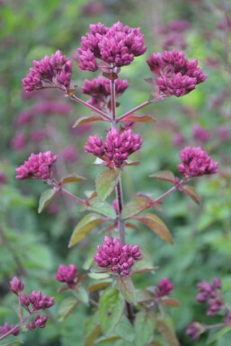 Oregano Origanum 'Rosenkuppel' 5-10 pot P9 Origanum 'Rosenkuppel'