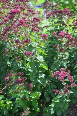 Oregano Origanum laevigatum 'Herrenhausen' 5-10 pot P9 Origanum laevigatum 'Herrenhausen'