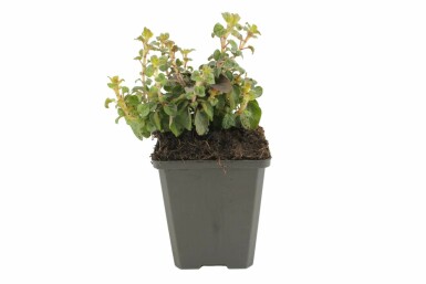 Oregano Origanum laevigatum 'Herrenhausen' 5-10 pot P9 Origanum laevigatum 'Herrenhausen'