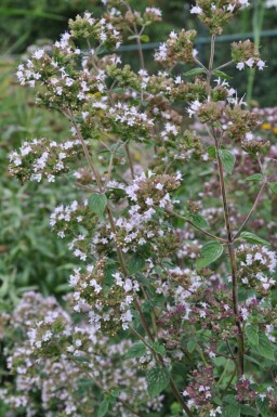 Oregano Origanum vulgare 5-10 pot P9