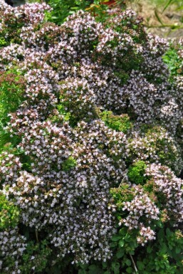 Compact oregano Origanum vulgare 'Compactum' 5-10 pot P9 Origanum vulgare 'Compactum'