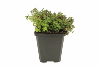 Compact oregano Origanum vulgare 'Compactum' 5-10 pot P9 Origanum vulgare 'Compactum'