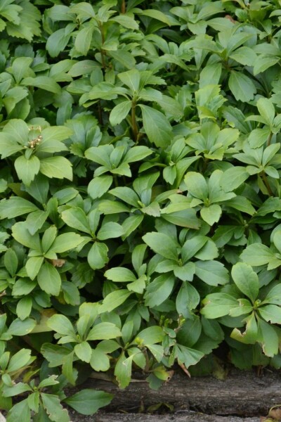 Japanese spurge Pachysandra terminalis 10-15 pot C2 Pachysandra terminalis