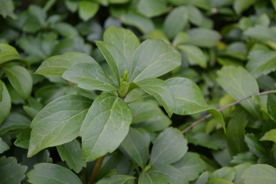 Japanese spurge Pachysandra terminalis 10-15 pot C2 Pachysandra terminalis