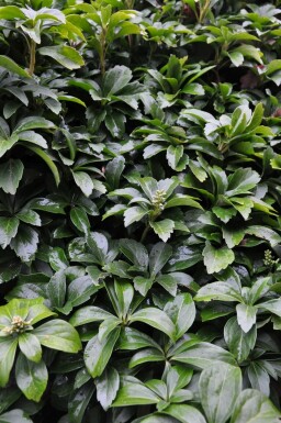 Japanese spurge Pachysandra terminalis 10-15 pot C2 Pachysandra terminalis