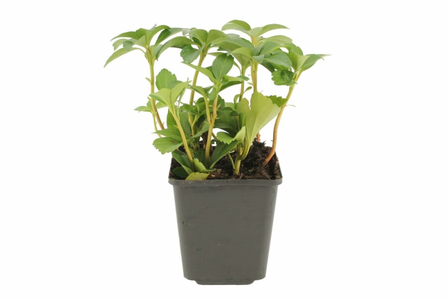 Japanese spurge Pachysandra terminalis 5-10 pot P9 Pachysandra terminalis