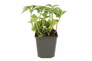 Japanese spurge Pachysandra terminalis 5-10 pot P9 Pachysandra terminalis
