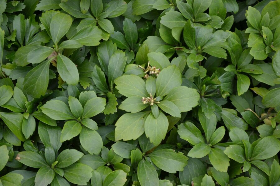 Japanese spurge Pachysandra terminalis 5-10 pot P9 Pachysandra terminalis
