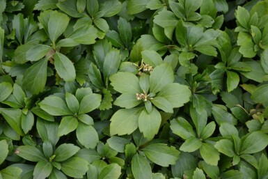 Japanese spurge Pachysandra terminalis 5-10 pot P9