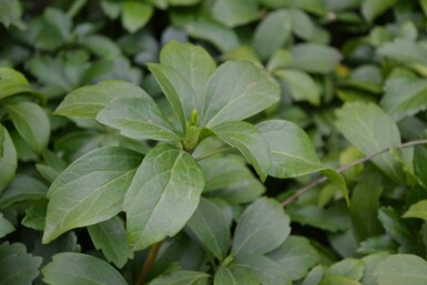 Japanese spurge Pachysandra terminalis 5-10 pot P9 Pachysandra terminalis