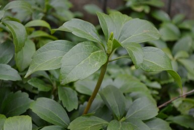 Japanese spurge Pachysandra terminalis 5-10 pot P9