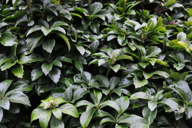 Japanese spurge Pachysandra terminalis 5-10 pot P9