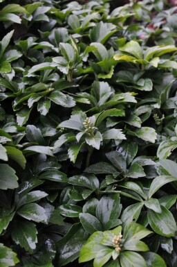 Japanese spurge Pachysandra terminalis 5-10 pot P9 Pachysandra terminalis