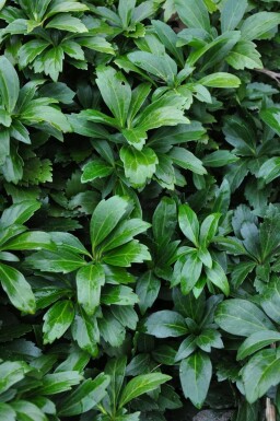 Japanese spurge Pachysandra terminalis 'Green Carpet' 5-10 pot P9