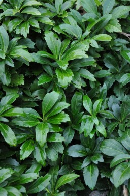Japanese spurge Pachysandra terminalis 'Green Carpet' 5-10 pot P9 Pachysandra terminalis 'Green Carpet'