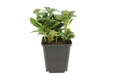 Japanese spurge Pachysandra terminalis 'Green Carpet' 5-10 pot P9 Pachysandra terminalis 'Green Carpet'