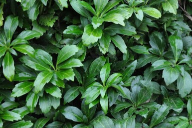 Japanese spurge Pachysandra terminalis 'Green Carpet' 5-10 pot P9