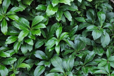 Japanese spurge Pachysandra terminalis 'Green Carpet' 5-10 pot P9