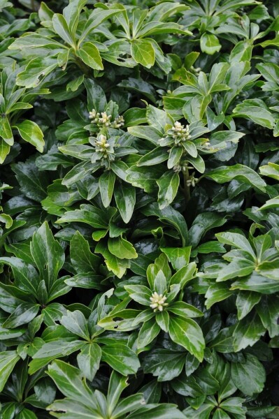 Japanese spurge Pachysandra terminalis 'Green Sheen' 5-10 pot P9 Pachysandra terminalis 'Green Sheen'