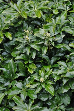 Japanese spurge Pachysandra terminalis 'Green Sheen' 5-10 pot P9