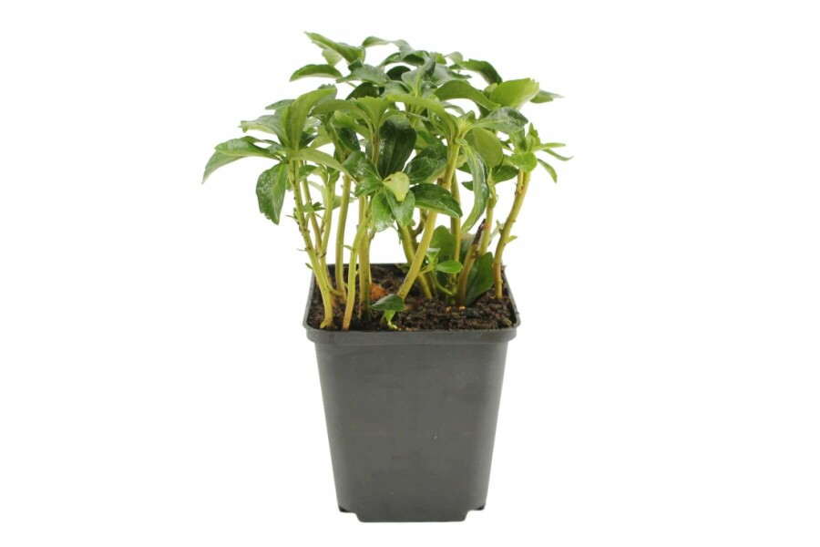 Japanese spurge Pachysandra terminalis 'Green Sheen' 5-10 pot P9 Pachysandra terminalis 'Green Sheen'