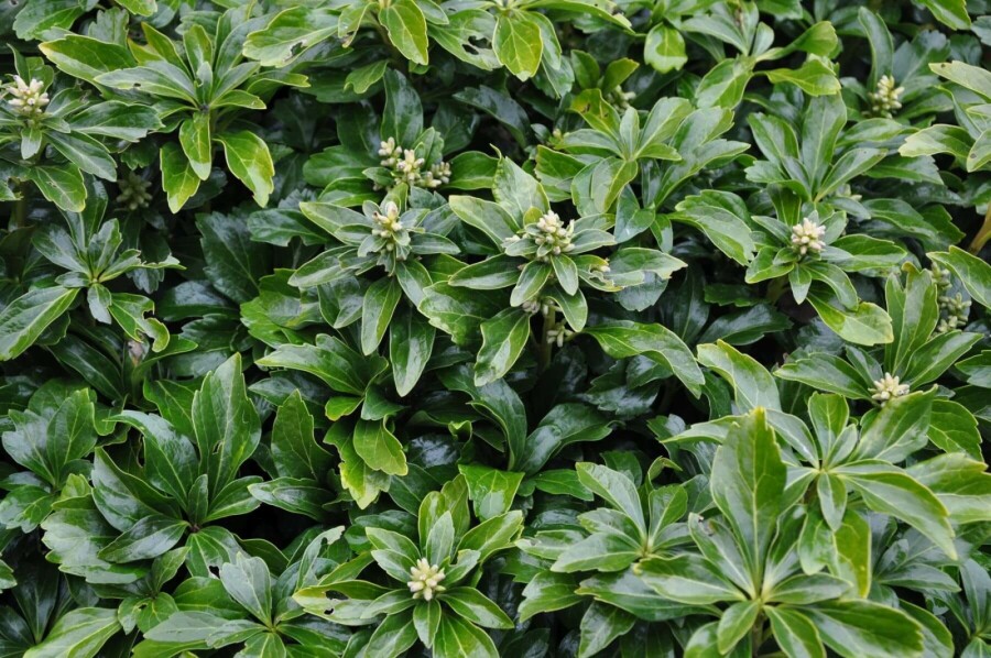 Japanese spurge Pachysandra terminalis 'Green Sheen' 5-10 pot P9 Pachysandra terminalis 'Green Sheen'