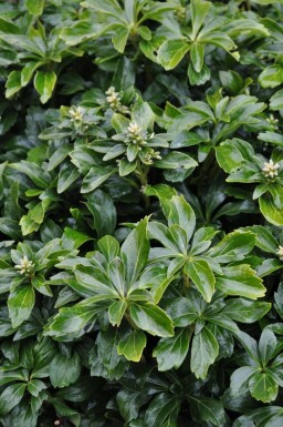 Japanese spurge Pachysandra terminalis 'Green Sheen' 5-10 pot P9