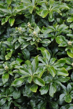 Japanese spurge Pachysandra terminalis 'Green Sheen' 5-10 pot P9 Pachysandra terminalis 'Green Sheen'