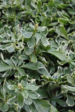 Variegated Japanese spurge Pachysandra terminalis 'Variegata' 5-10 pot P9 Pachysandra terminalis 'Variegata'